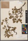 Foto von Salix reticulata L.